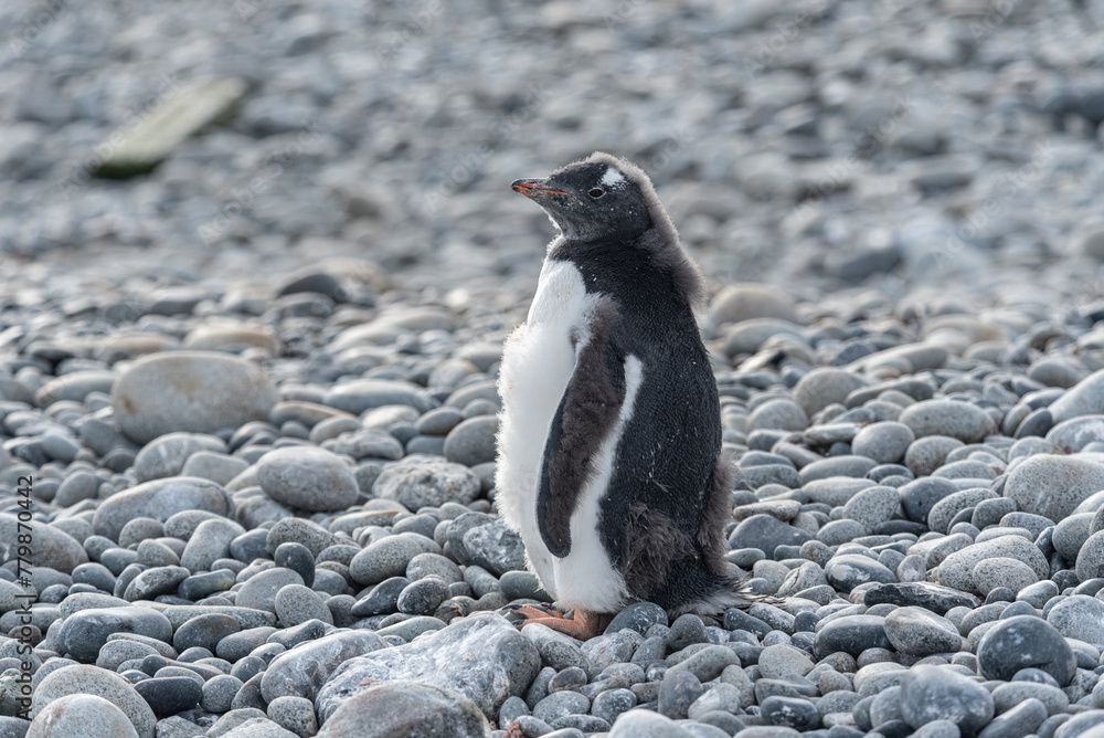 Obraz premium Antarctic Wildlife