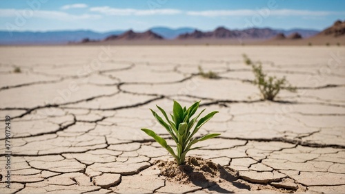 plant sprout in dry cracked ground against arid backdrop, highlighting ecology problems and the struggle for survival amidst harsh desert conditions