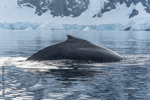 Antarctic Wildlife © J. J. Sesé