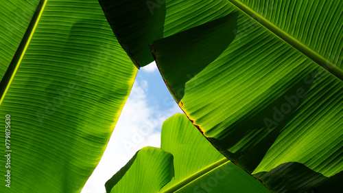 tropical banana leaf, green nature background
