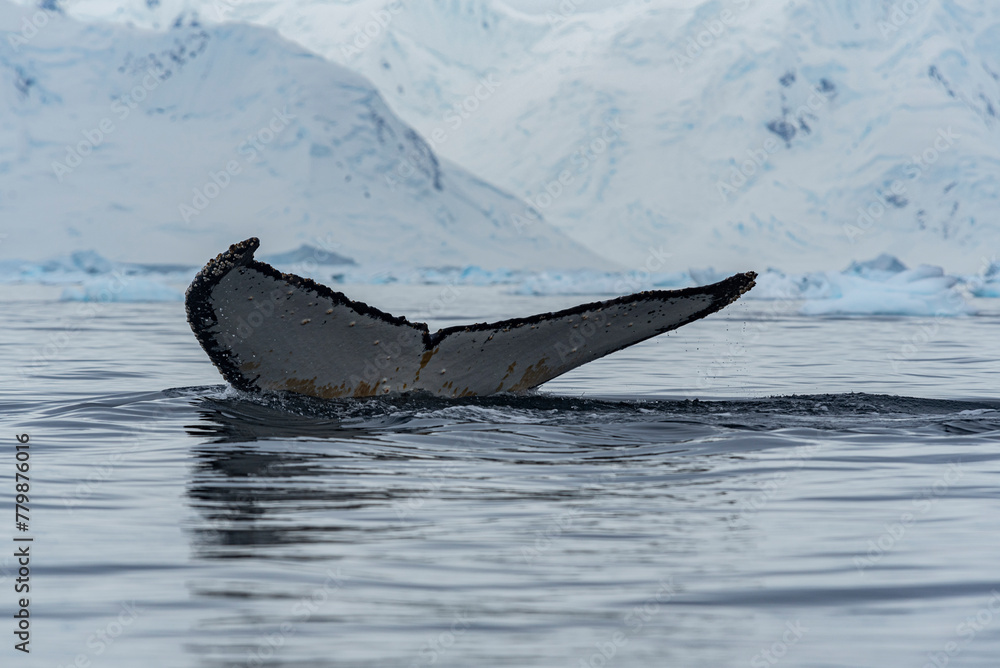 Fototapeta premium Antarctic Wildlife