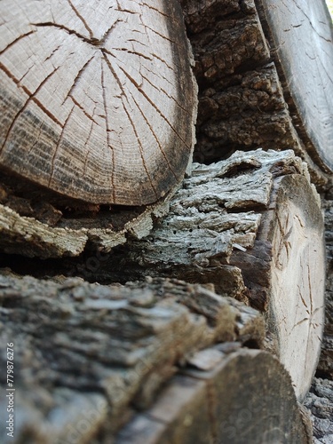 Wood logs stacked in the forest, wood texture, pile of cut logs, wood bark 