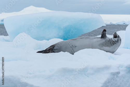 Antarctic Wildlife photo