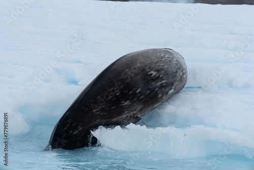 Antarctic Wildlife photo