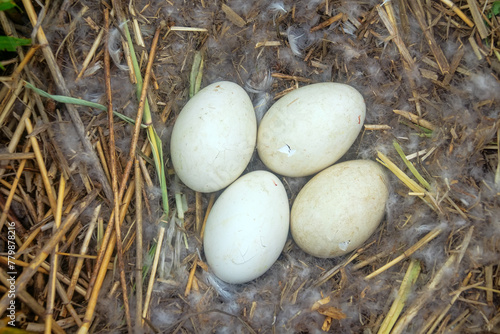 Time of birth. Greylag goose (Anser anser) eggs have hatched and in day chicks will be born. Crack in shell precedes cutting off infundibular part with help of egg tooth of embryo. Oology. Baltic sea photo