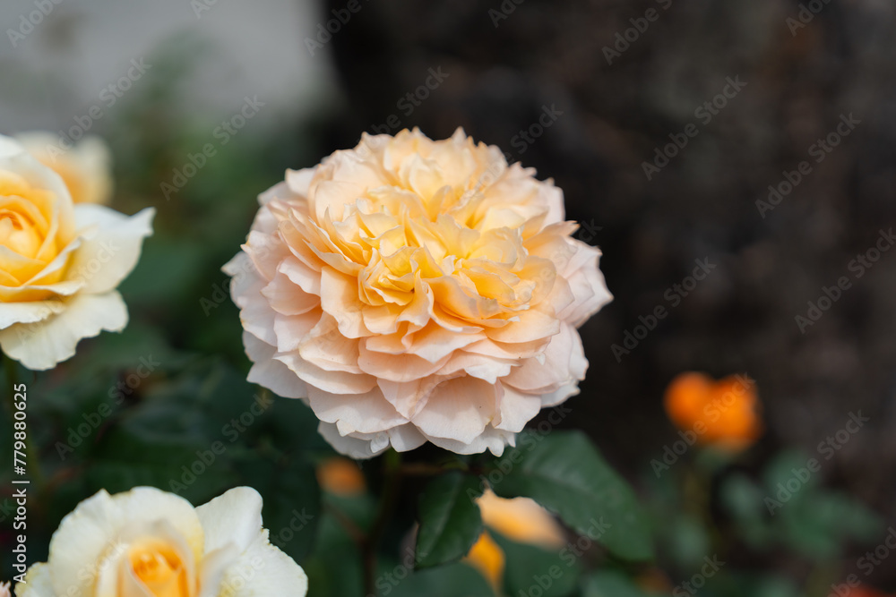 Rose Rose