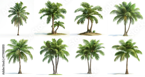 Coconut tree clipart   tropical palm collection set isolated on white background  Generative Ai 