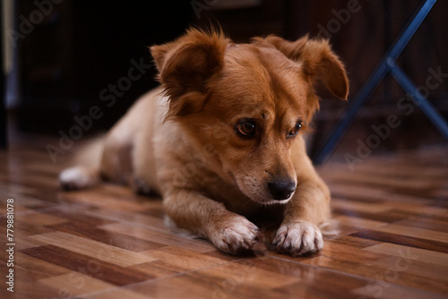 Portrait of very cute brown dog, with bokeh in the background, the dog looks at the camera.