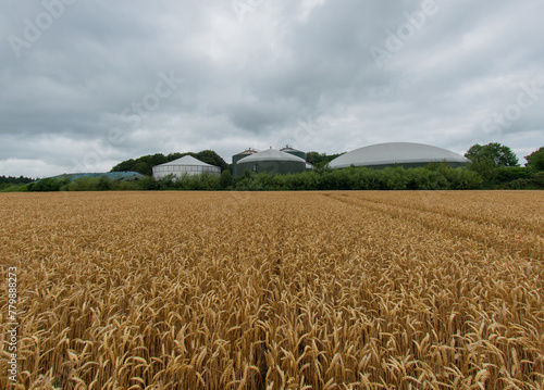 Weizenfeld vor einer Biogasanlage zur Stromerzeugung und Energiegewinnung