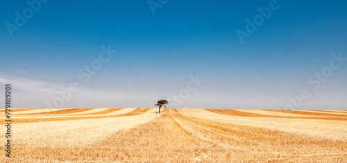Tree in middle of harvested wheat paddock creating harvest lines photo