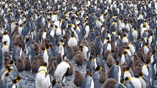 Tableau sur toile King penguin (Aptenodytes patagonicus) colony at Salisbury Plain, South Georgia
