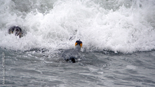 King penguin (Aptenodytes patagonicus) entering the water at Salisbury Plain, South Georgia Island