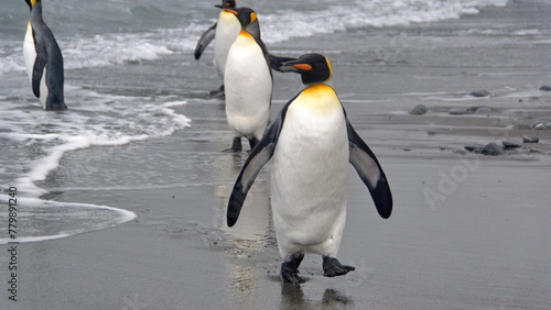 King penguins (Aptenodytes patagonicus) on the beach at Salisbury Plain, South Georgia Island