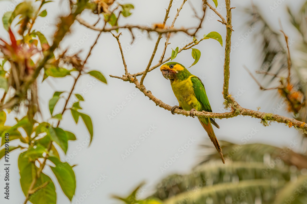 Loro Orejiamarillo Yellow-eared Parrot Ognorhynchus icterotis columbia. Loro Orejiamarillo Yellow-eared Parrot Ognorhynchus icterotis columbia.