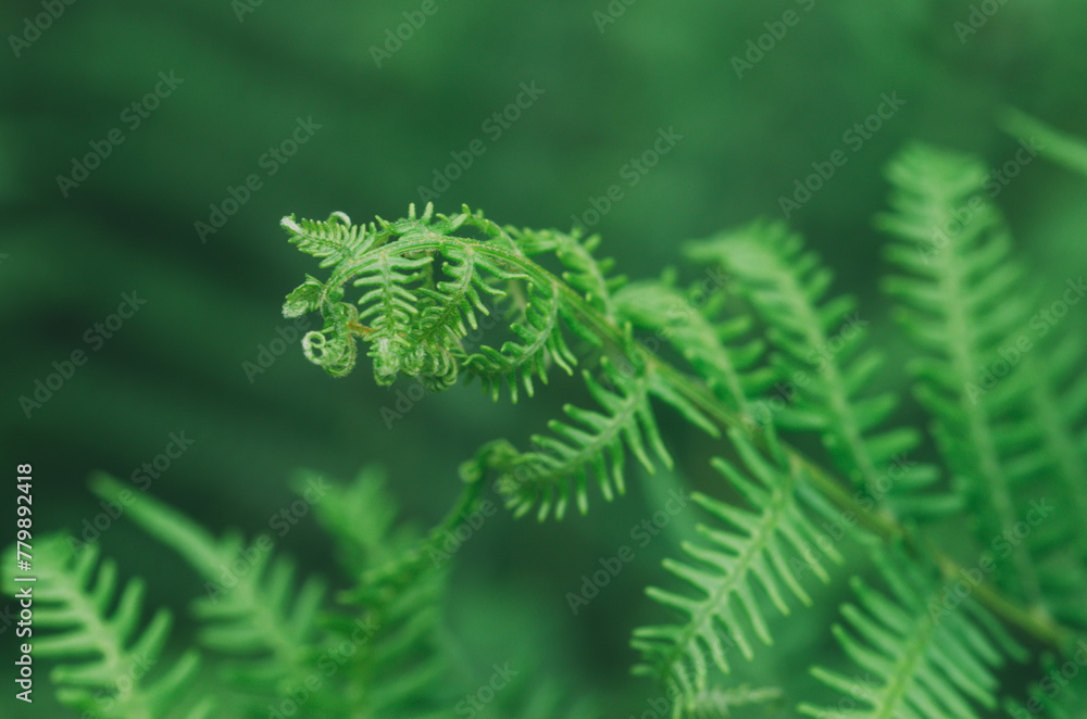 A green leafy plant fern with a curled up leaf. The leaf is green and has a slightly brownish tint