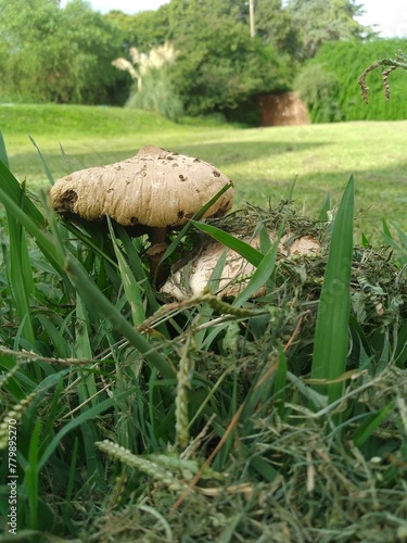 Field mushroom, convex cap, ovate cap, covered with scales