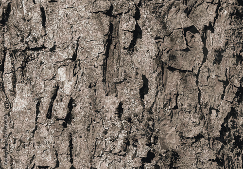 Vector illustration of Sycamore bark background. Acer pseudoplatanus L. Texture pattern for designers
