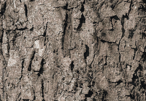 Vector illustration of Sycamore bark background. Acer pseudoplatanus L. Texture pattern for designers 