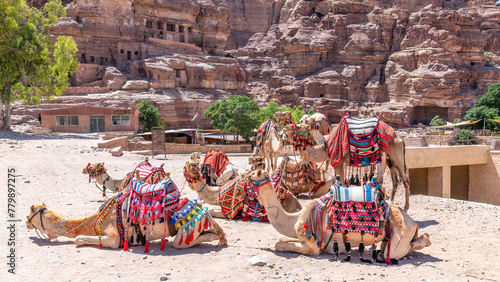 Wadi Musa, Jordan - A group of camels in the world famous wonder of Petra in Jordan