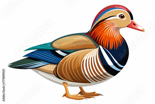 mandarin duck two legs vector illustration