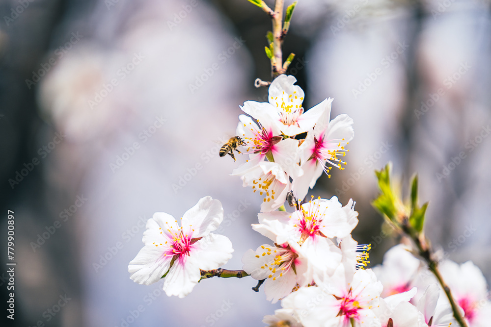 Hardworking flying honey bee collecting sweet pollen from white and pink flower growing on almond tree blossom in spring garden on sunny day, april floral nature Hardworking flying honey bee collecting sweet pollen from white and pink flower growing on almond tree blossom in spring garden on sunny day, april floral nature