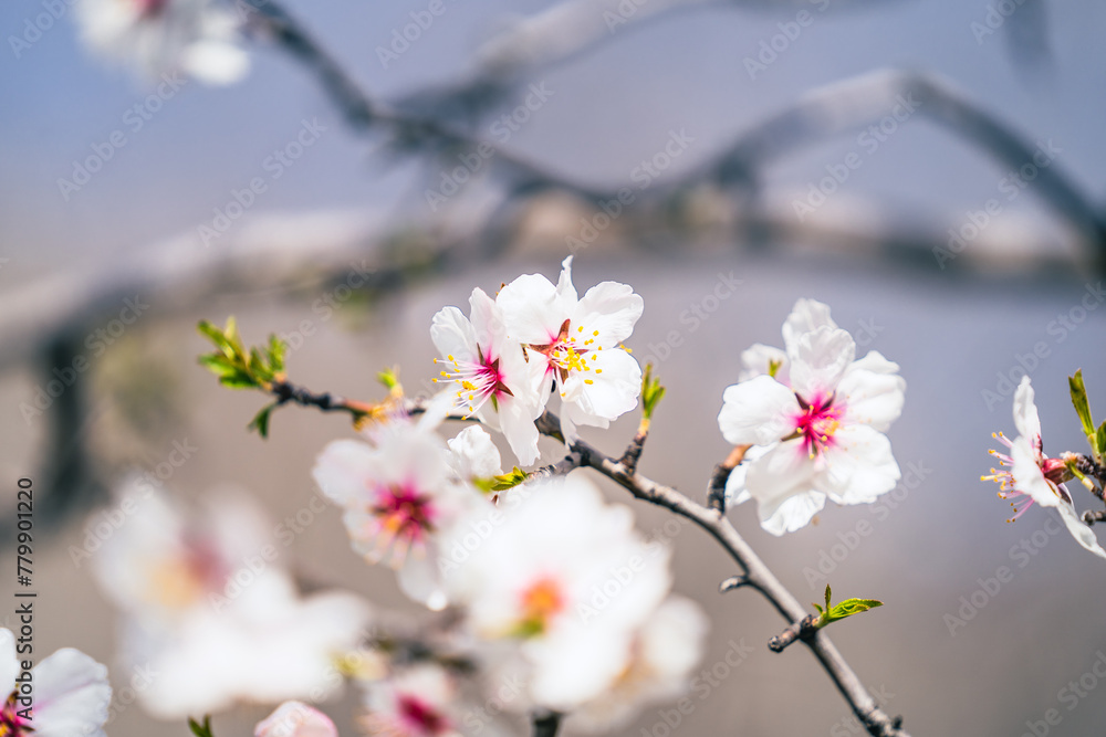Close up of branch with white-pink flowers and fresh green leaves on wild almond tree in early spring day, march and april floral nature, selective focus Close up of branch with white-pink flowers and fresh green leaves on wild almond tree in early spring day, march and april floral nature, selective focus