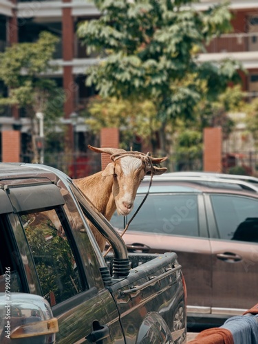 goat and car, brown goat that looks out of a pickup truck, Goat in the back of a pickup truck goes to the farm, Chinese goat