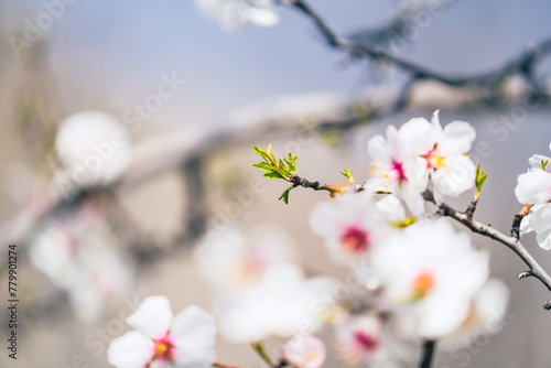 Closeup of branch with fresh green leaves on almond tree twig with white-pink flowers in early spring