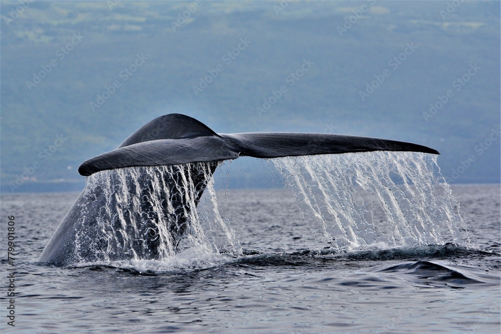Naklejka premium Blue whale in the waters of Pico Island (Azores, Portugal)