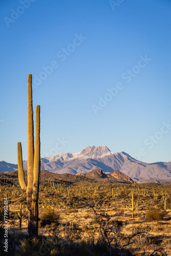 A saguaro cacti in the evening sun with a snow covered mountain in the background.