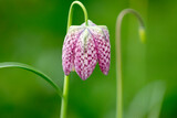A beautiful “Fritillaria” flower in bright colors with a bokeh lens effect in the background. 
