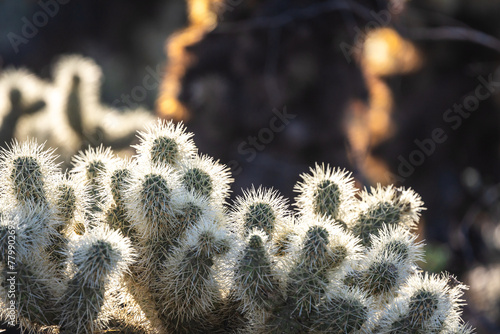 A close up of the thorns of a  cholla cacti photo