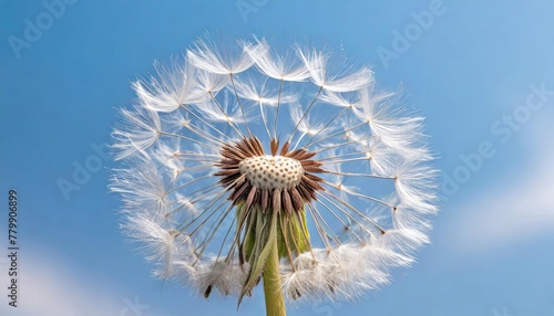 Dandelion Seeds Blowing in the Wind against a Clear Blue Sky  Symbol of Change and New Beginnings