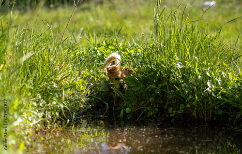 Portrait of dirty brown dog in the mud.