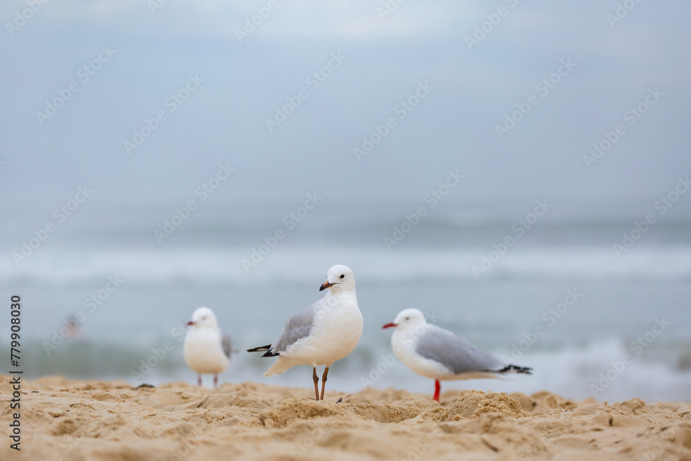 Trio of seagulls standing on sandy beach on overcast day Trio of seagulls standing on sandy beach on overcast day