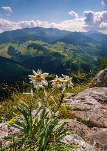 Bouquet of rare flowers Leontopodium nivale, commonly called edelweiss on a rock, a natural biotope, a mountain environment and a blue sky with clouds photo