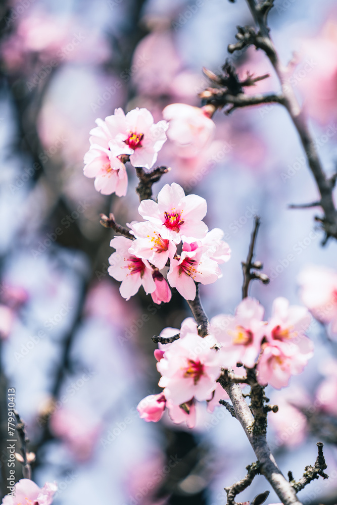 Vertical close-up of branch of pink blossoming almond tree with morning sunlight, april floral nature and spring blossom, flowers on a blurry background Vertical close-up of branch of pink blossoming almond tree with morning sunlight, april floral nature and spring blossom, flowers on a blurry background