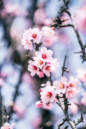 Vertical close-up of branch of pink blossoming almond tree with morning sunlight, april floral nature and spring blossom, flowers on a blurry background