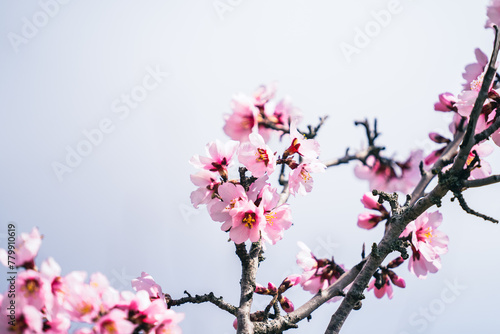 Closeup of pink flowers blooming on the almond tree against the blue sky, april floral nature and springtime blossom, flowers on a blurry background