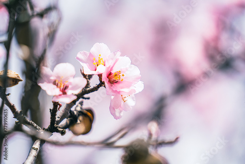 Close up of delicate pink flowers on almond branches tree in early spring garden, march and april blossom, flowers on a blurry background, copy space