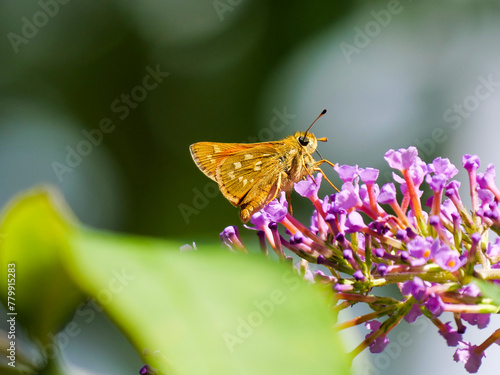 Comma butterfly (Hesperia comma). photo