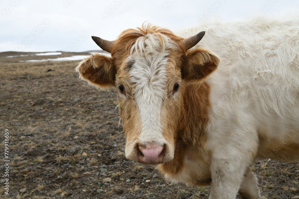 Portrait of a brown-white cow grazing on a snowy winter meadow Portrait of a brown-white cow grazing on a snowy winter meadow