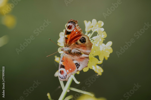 A beautiful Day Peacock butterfly sitting on a flower. Bokeh effect on the flower and in the background.