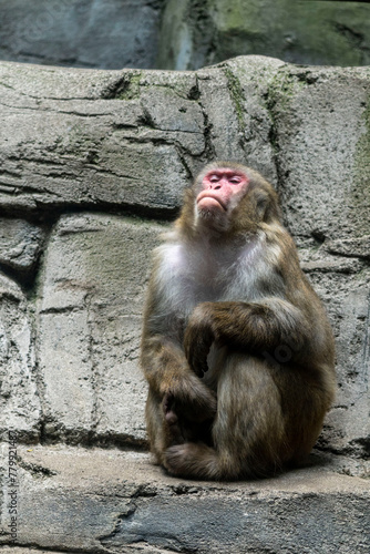 Mono en zoo de Chapultepec