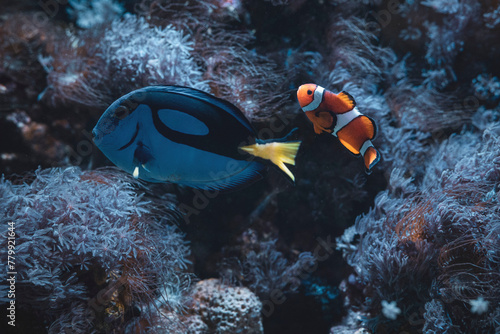 pez cirujano azul y pez payaso juntos photo