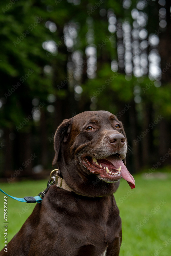 perro labrador café sonriendo