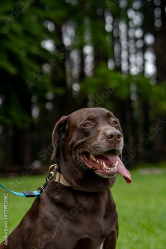 Obraz na płótnie perro labrador café sonriendo