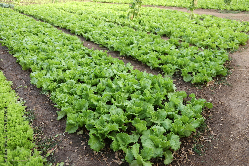 lettuce growing in the garden in Ouagadougou Burkina Faso lettuce growing in the garden in Ouagadougou Burkina Faso
