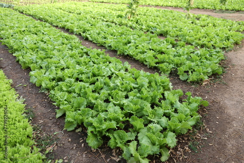 lettuce growing in the garden in Ouagadougou Burkina Faso