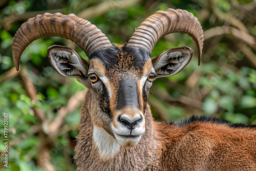 Mouflon, Ovis orientalis, forest horned animal in nature habitat © Mayava